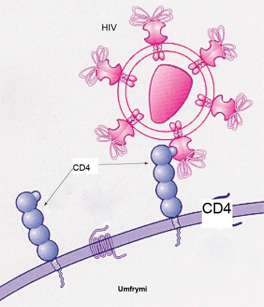 This illustration shows the plasma membrane of a T cell. C D 4 receptors extend from the membrane into the extracellular space. The H I V virus recognizes part of the C D 4 receptor and attaches to it.
