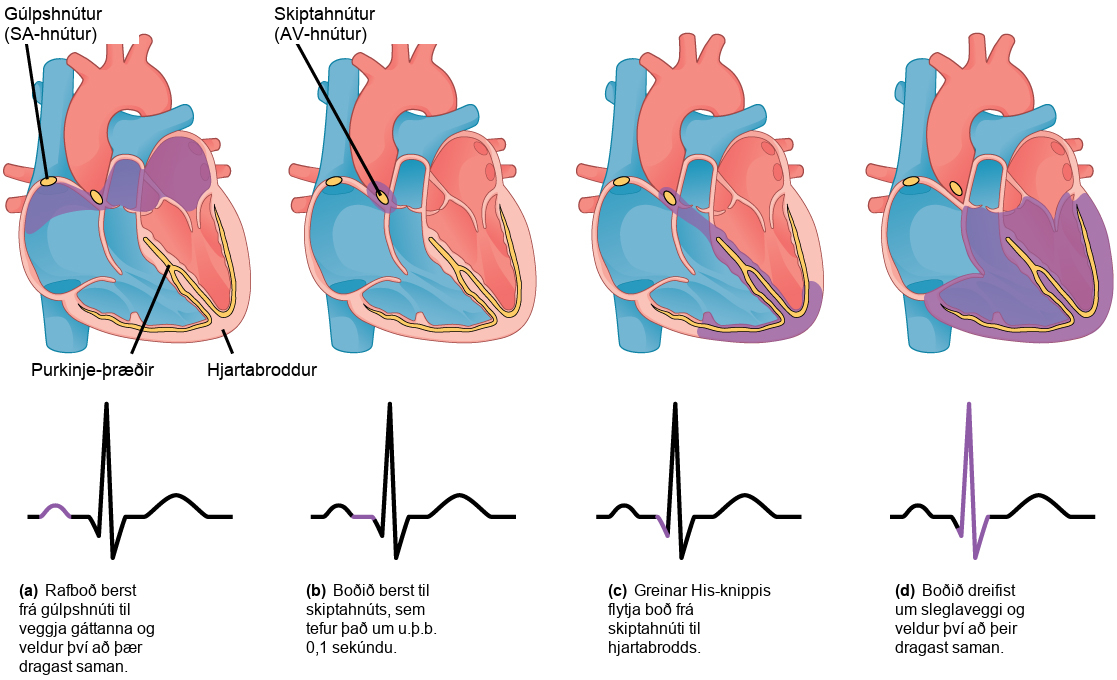The sinoatrial node is located at the top of the right atrium, and the atrioventricular node is located between the right atrium and right ventricle. The heart beat begins with an electrical impulse at the sinoatrial node, which spreads throughout the walls of the atria, resulting in a bump in the ECG reading. The signal then coalesces at the atrioventricular node, causing the ECG reading to flat-line briefly. Next, the signal passes from the atrioventricular node to the Purkinje fibers, which travel from the atriovenricular node and down the middle of the heart, between the two ventricles, to the apex (the bottom of the heart), then up the sides of the ventricles. As the signal passes down the Purkinje fibers the ECG reading falls. The signal then spreads throughout the ventricle walls, and the ventricles contract, resulting in a sharp spike in the ECG. The spike is followed by a flat-line, longer than the first, then a bump.