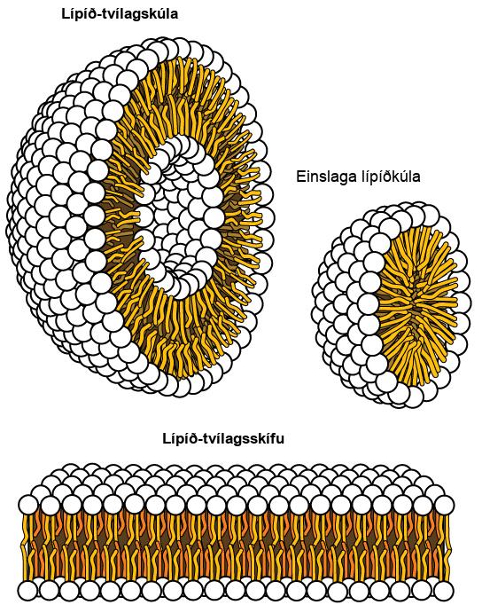 The image on the left shows a spherical lipid bilayer, shown as a half sphere whose surface is covered in the spherical polar heads, and thin, strandlike tails extend inward. In the core of the sphere is another half sphere, with the same anatomy but with the polar heads facing inward and the strandlike tails facing out toward the tails of the outer layer. The image on the right shows a smaller sphere that has a single lipid layer only, with the spherical heads facing outward. The image at the bottom shows a lipid bilayer sheet; whose polar heads form the upper and lower surfaces, with tails extending toward each other in the middle.
