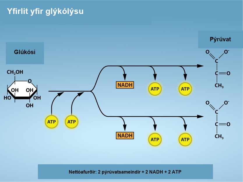 The illustration shows a simplified process of glucose moving through the stages of glycolysis. First two A T P are added, then the glucose is split into two branches, with N A D H and two A T P being released. The net products are 2 pyruvate molecules and 2 N A D H and 2 A T P molecules.