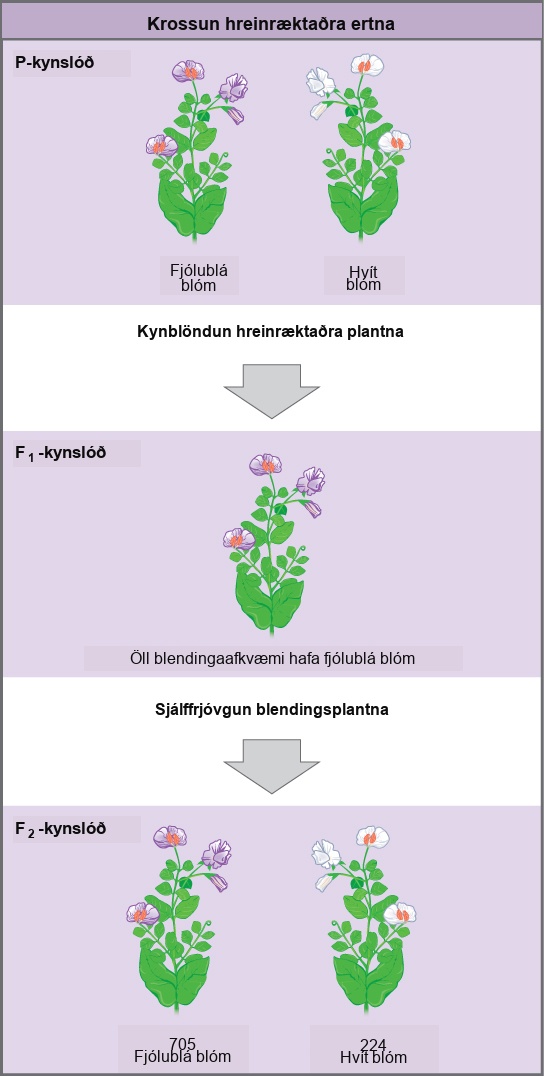 The diagram shows a cross between pea plants that are true-breeding for purple flower color and plants true-breeding for white flower color. This cross-fertilization of the upper P generation resulted in an upper case F subscript 1 baseline generation with all violet flowers. Self-fertilization of the upper F subscript one baseline generation resulted in an upper F subscript 2 baseline generation that consisted of 705 plants with violet flowers, and 224 plants with white flowers.