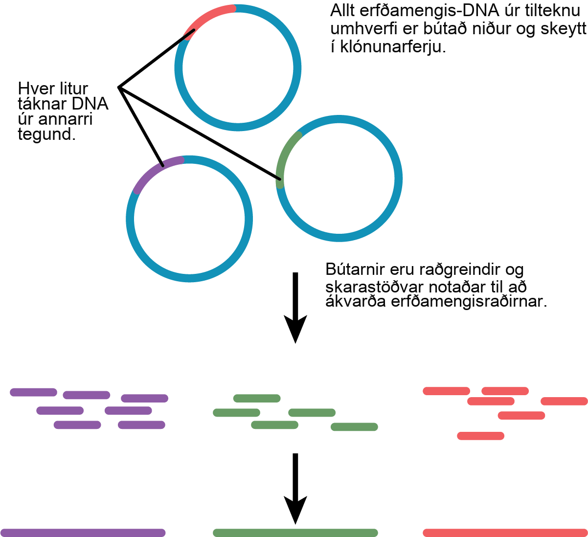 In metagenomics, all of the genomic DNA from a particular environment is cut into fragments and ligated into a cloning vector. The fragments, which may be from several different species, are sequenced. Regions of overlap indicate that two fragments came from the same species. Thus, the genome of each species present can be determined.