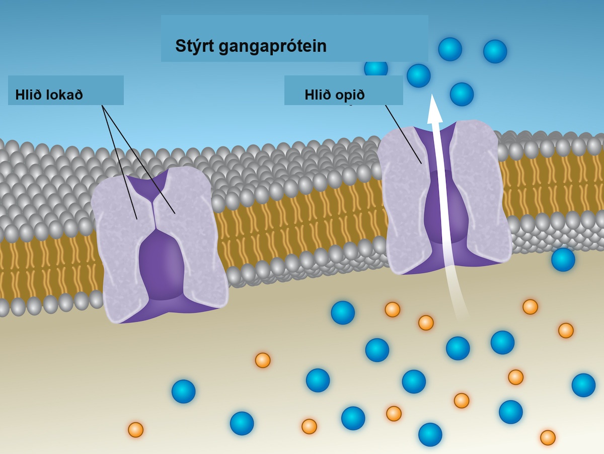 This illustration shows two channel proteins in the plasma membrane. One protein is labeled gate closed, and there is no space for particles to pass through. The other is labeled gate open, and there is a space for substances to pass through. Substances of the same type appear on both sides of the membrane near the open-gated protein.