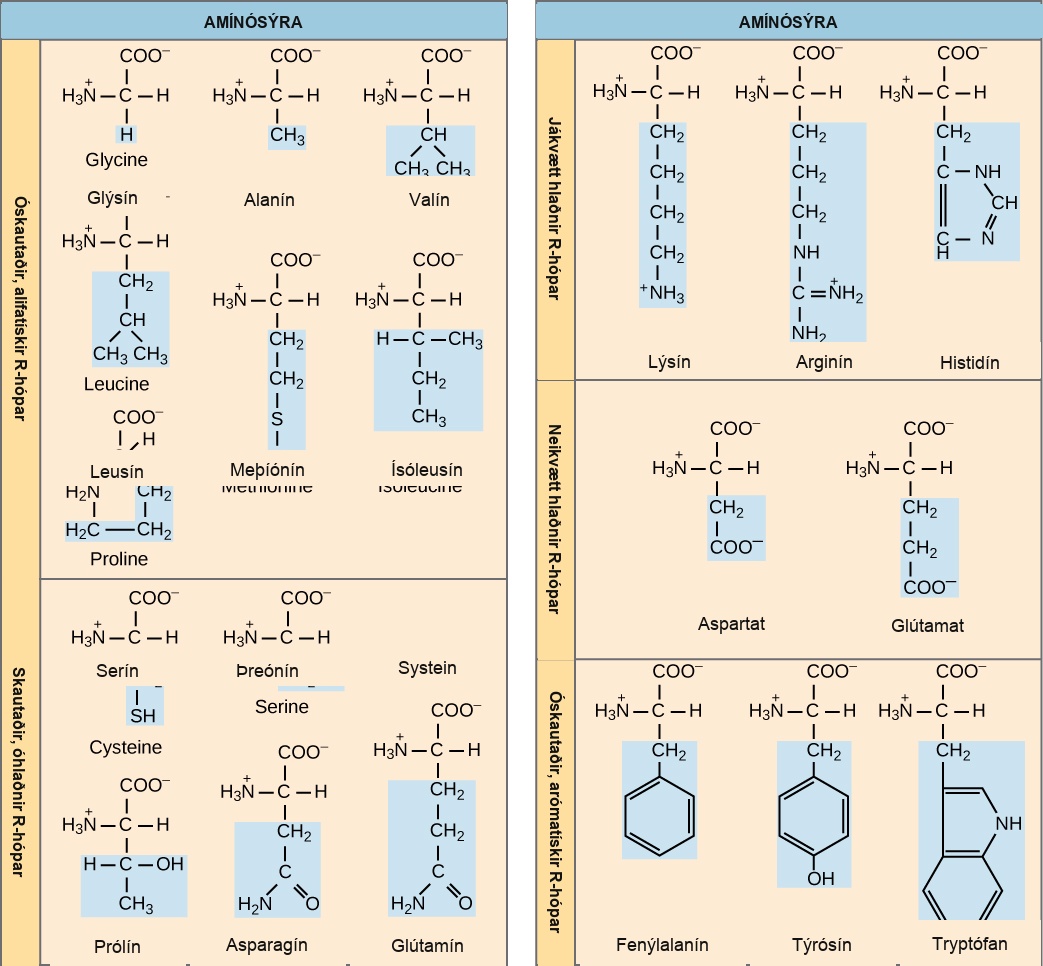 The molecular structures of the twenty amino acids commonly found in proteins are given. These are divided into five categories: nonpolar aliphatic, polar uncharged, positively charged, negatively charged, and aromatic. Nonpolar aliphatic amino acids include glycine, alanine, valine, leucine, methionine, isoleucine, and proline. Polar uncharged amino acids include serine, threonine, cysteine, asparagine, and glutamine. Positively charged amino acids include lysine, arginine, and histidine. Negatively charged amino acids include aspartate and glutamate. Aromatic amino acids include phenylalanine, tyrosine, and tryptophan. For example, in the amino acid glycine, the R group is a single hydrogen; but in alanine the R group is upper C upper H subscript 3 baseline.