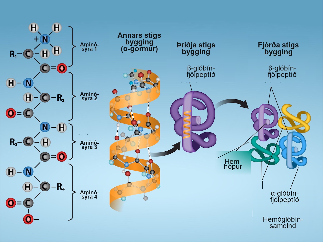 Shown are the four levels of protein structure. The primary structure is the amino acid sequence. Secondary structure is a regular folding pattern due to hydrogen bonding. Tertiary structure is the three-dimensional folding pattern of the protein due to interactions between amino acid side chains. Quaternary structure is the interaction of two or more polypeptide chains.