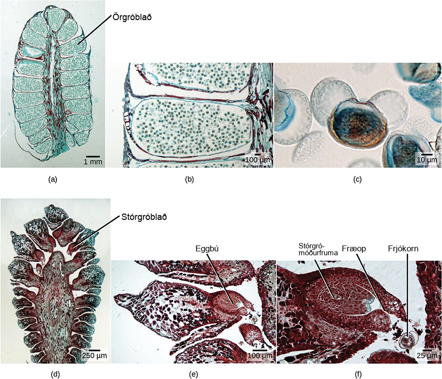 Part a shows a cross section of a male cone, which is oval with a flattened bottom. A stem-like structure runs up the middle, and oblong microsporophylls radiate from either side. Migrograph b shows a microsphorphyll, which is filled with round pollen grains. Micrograph C shows a pollen grain, which is oval with two lobes attached. Part D shows a cross section of a female cone, which is similar in shape to the male cone but with a wider central structure. Megasporophylls radiate from either side of this structure. At the base the megasprophylls are narrow, and the widen out into a roughly diamond shape. Part E shows the megasprophyll, which has an oval ovule at its base. Part F shows the ovule. The megaspore mother cell is at the center. An opening called a micropyle allows entry of the pollen tube from the base.