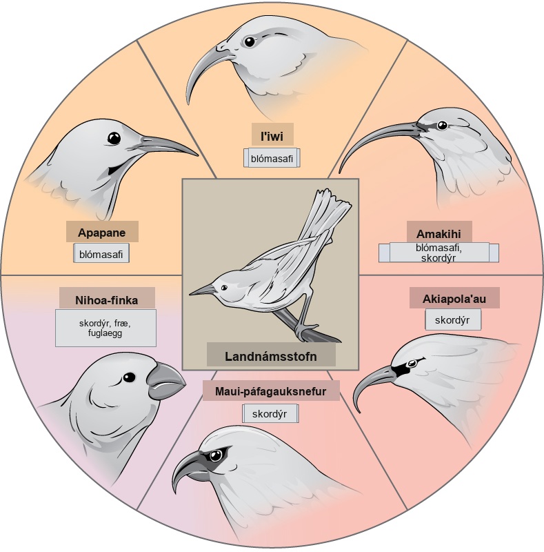 The illustration shows a wheel with the founder species at the hub. The spokes of the wheel are six modern honeycreeper bird species that evolved from the founder bird species. Five of these birds eat insects and or nectar and have long, thick beaks; these are the ‘Apapane, ‘Iwi, ‘Amakihi, ‘Akiapola'au and Maui Parrotbill. The Nihoa Finch has a short, fat beak and eats insects, seeds, and bird eggs.