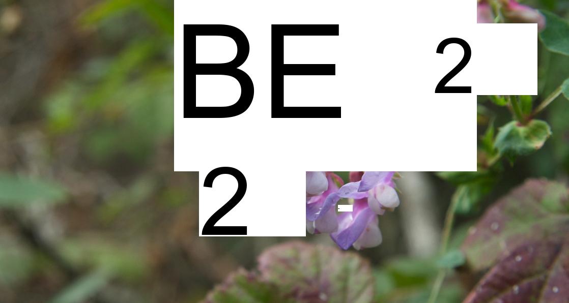 Photo shows pea-plant flower, with purple petals that fold back on themselves.