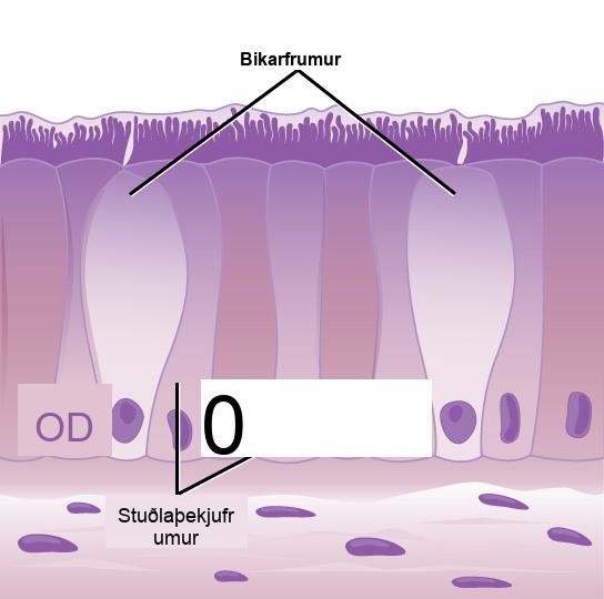 Illustration shows tall, columnar cells arranged side-by-side. Each cell has a nucleus located near the bottom, and cilia extending from the top. Two oval goblet cells are interspersed among the columnar epithelial cells. The goblet cells, which are shorter than the columnar cells, are in direct contact with the intestinal lumen. Beneath the columnar cells is a layer of horizontal cells.