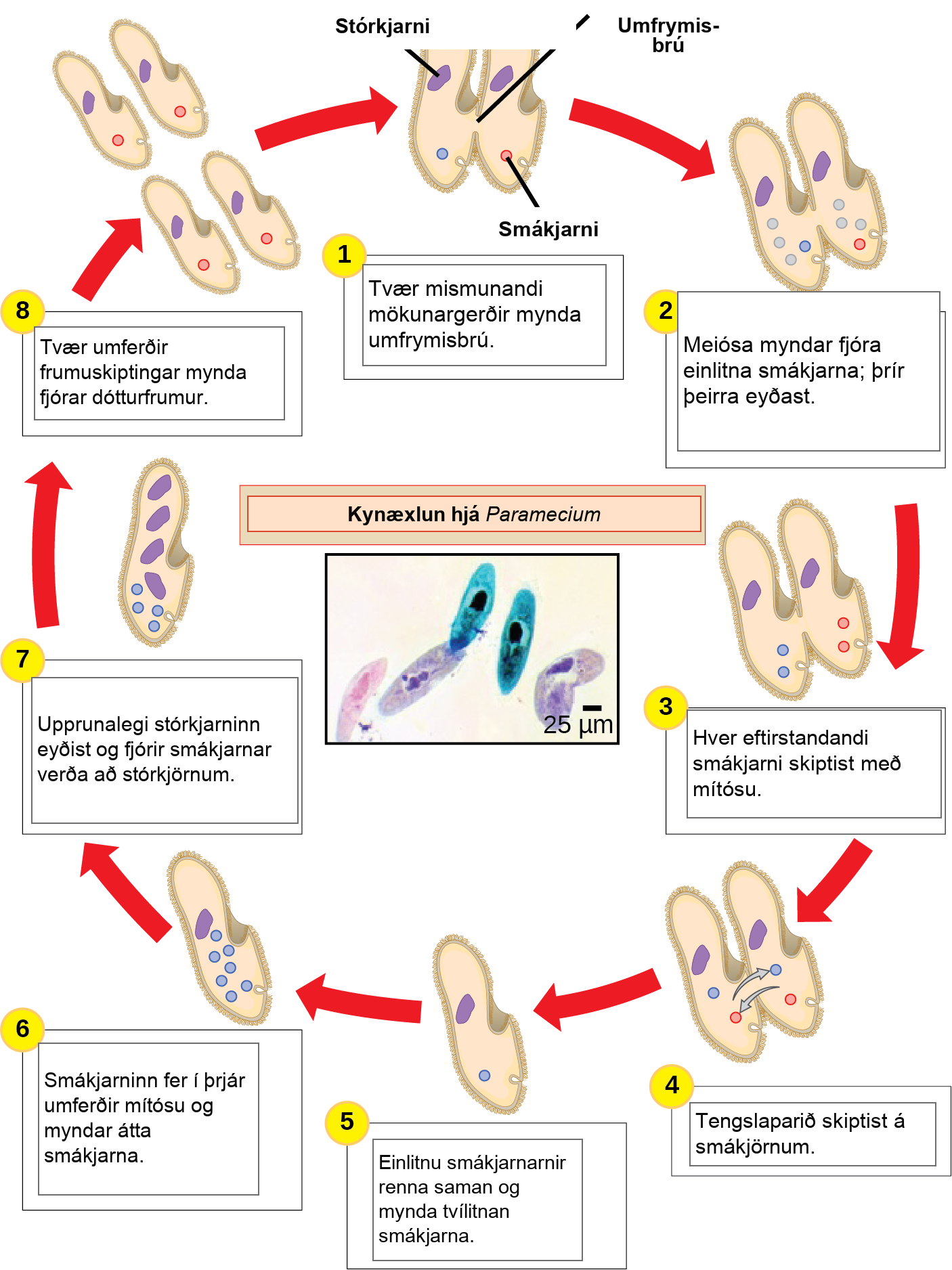 The illustration shows the life cycle of Paramecium. The cycle begins (step 1) when two different mating types form a cytoplasmic bridge, becoming a conjugate pair. Each Paramecium has a macronucleus and a micronucleus. The micronuclei undergo meiosis (step 2), resulting in four haploid micronuclei in each parent cell. Three of these micronuclei disintegrate. The remaining micronuclei divide once by mitosis (step 3), resulting in two micronuclei per cell. The parent cells swap one of these micronuclei (step 4). The two haploid micronuclei then fuse, forming a diploid micronucleus (step 5). The micronucleus undergoes three rounds of mitosis (step 6), resulting in eight micronuclei. The original macronucleus dissolves, and four of the micronuclei become macronuclei (step 7). Two rounds of cell division (step 8) result in four daughter cells per each parent cell, each with one macronucleus and one micronucleus.