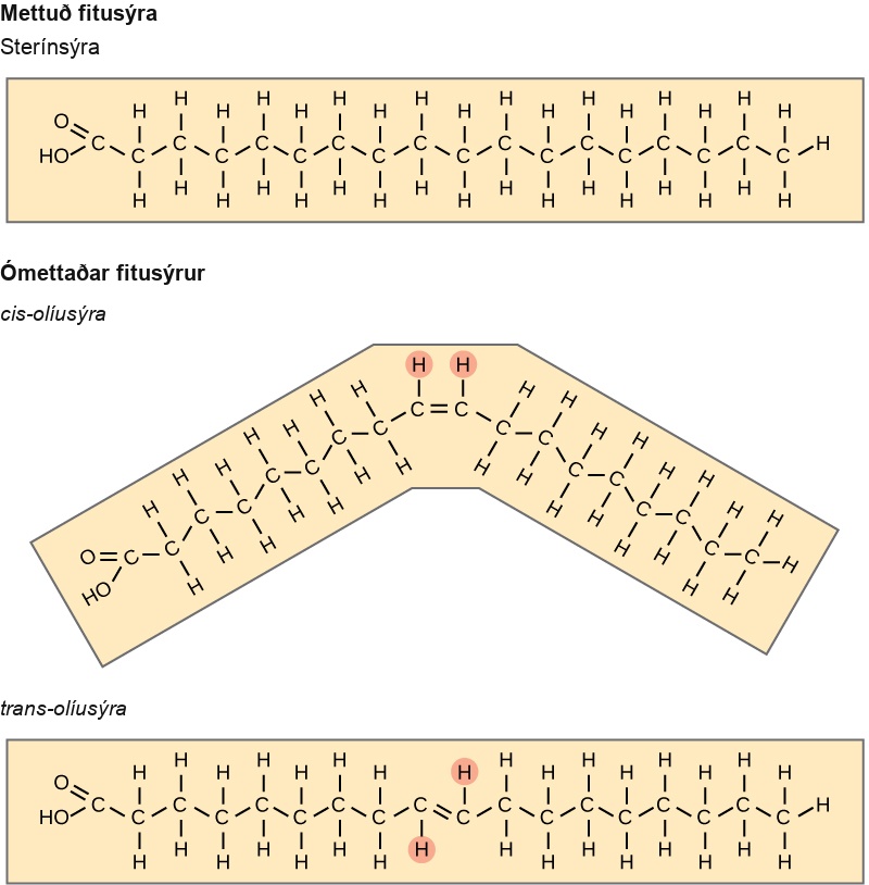 A comparison of saturated and unsaturated fatty acids is shown. Stearic acid, a saturated fatty acid, has a hydrocarbon chain seventeen residues long attached to an acetyl group. Oleic acid also has a seventeen-residue hydrocarbon chain, but a double bond exists between the eighth and ninth carbon in the chain. In cis oleic acid, the hydrogens are on the same side of the double bond. In the cis oleic acid, the 2 hydrogens on the same side cause the chain to bend. In trans oleic acid, they are on opposite sides.