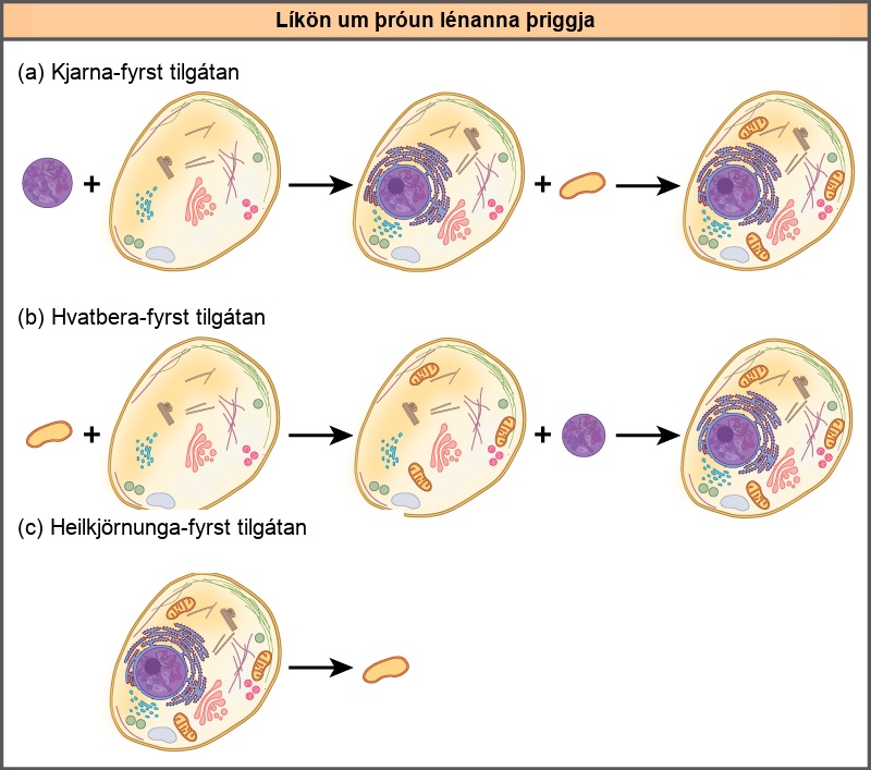 Part A shows the nucleus-first hypothesis. According to this hypothesis, a primary endosymbiotic event resulted in an ancestral eukaryotic cell acquiring a nucleus, and a secondary endosymbiotic event resulted in the acquisition of a mitochondrion. Part B shows the mitochondrion-first hypothesis. According to this hypothesis, the mitochondrion was acquired before the nucleus, but both were acquired by endosymbiosis. Part C shows the eukaryote-first hypothesis. According to this hypothesis, prokaryotes evolved from eukaryotic cells that lost their nuclei and organelles.