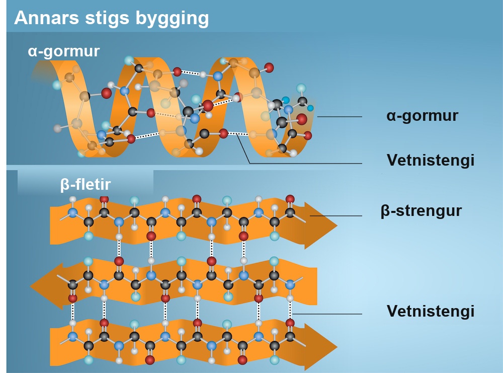 The illustration shows an alpha helix protein structure, which coils like a spring, and a beta-pleated sheet structure, which forms flat sheets stacked together. In an alpha-helix, hydrogen bonding occurs between the carbonyl group of one amino acid and the amino group of the amino acid that occurs four residues later. In a beta-pleated sheet, hydrogen bonding occurs between two different lengths of peptide that are antiparallel to one another.