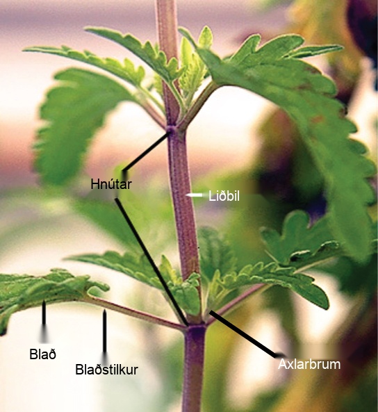 Photo shows a stem. Leaves are attached to petioles, which are small branches that radiate out from the stem. The petioles join the branch at junctions called nodes. The nodes are separated by a length of stem called the internode. Above the petioles, small leaves, auxillary buds, bud out from the node.
