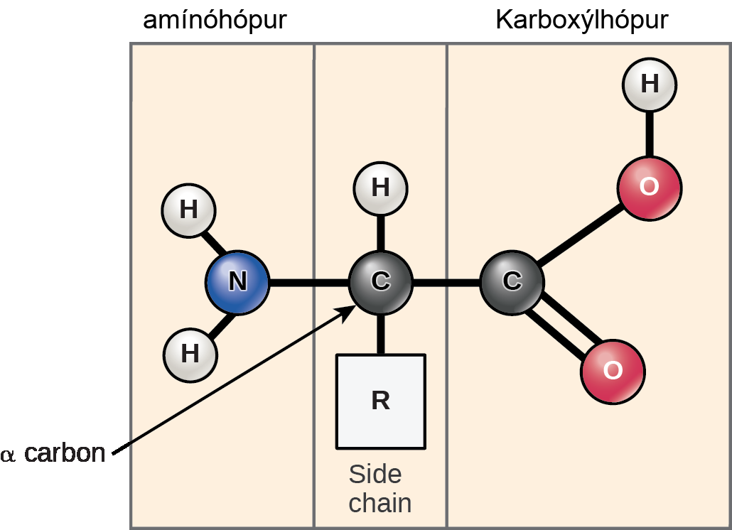 The molecular structure of an amino acid is given. An amino acid has an alpha carbon to which an amino group, a carboxyl group, a hydrogen, and a side chain are attached. The side chain varies for different amino acids, and is designated as the R - group.