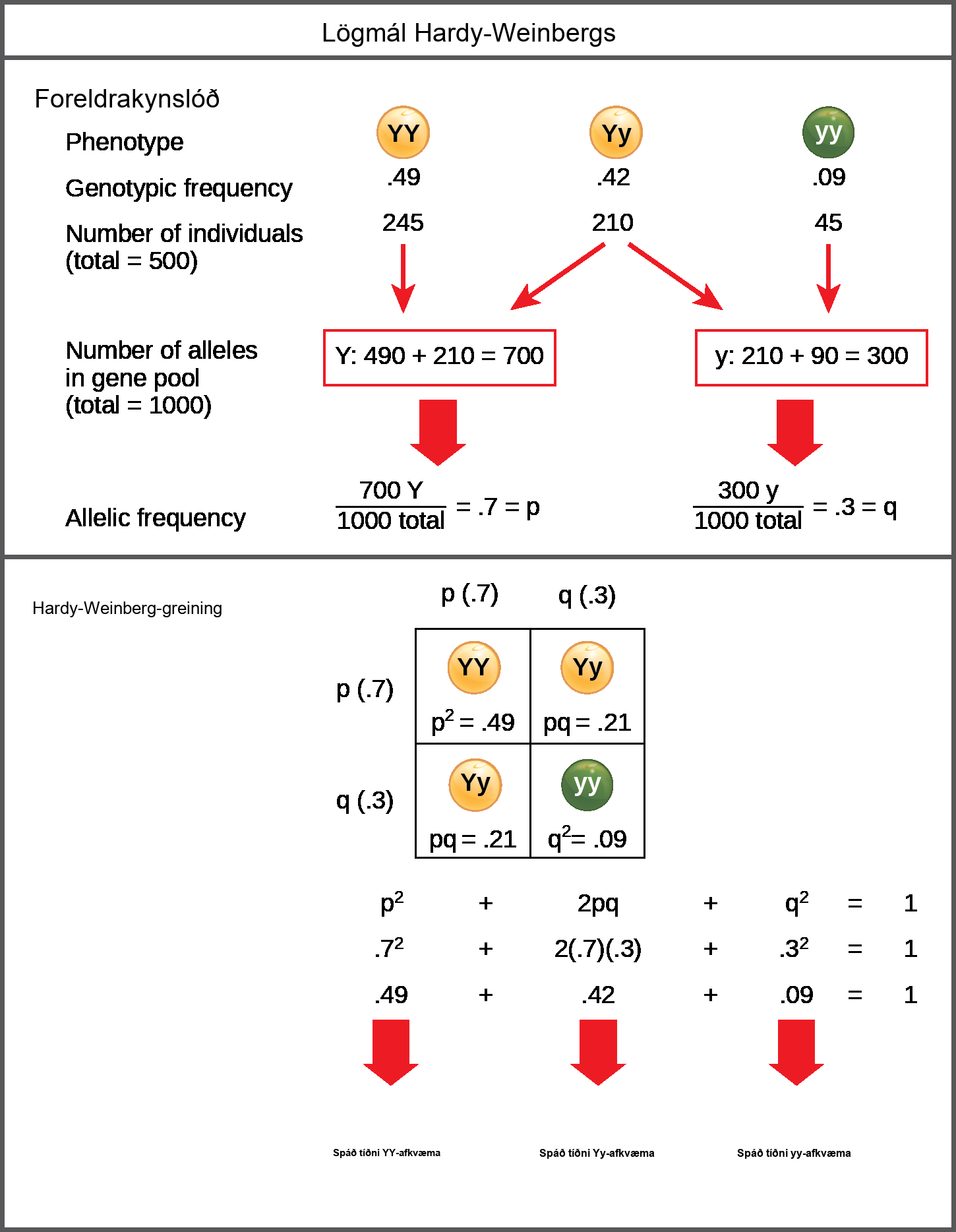 The Hardy-Weinberg principle is used to predict the genotypic distribution of offspring in a given population. In the example given, pea plants have two different alleles for pea color. The dominant capital Y allele results in yellow pea color, and the recessive small y allele results in green pea color. The distribution of individuals in a population of 500 is given. Of the 500 individuals, 245 are homozygous dominant (capital Y capital Y) and produce yellow peas. 210 are heterozygous (capital Y small y) and also produce yellow peas. 45 are homozygous recessive (small y small y) and produce green peas. The frequencies of homozygous dominant, heterozygous, and homozygous recessive individuals are 0.49, 0.42, and 0.09, respectively. Each of the 500 individuals provides two alleles to the gene pool, or 1000 total. The 245 homozygous dominant individuals provide two capital Y alleles to the gene pool, or 490 total. The 210 heterozygous individuals provide 210 capital Y and 210 small y alleles to the gene pool. The 45 homozygous recessive individuals provide two small y alleles to the gene pool, or 90 total. The number of capital Y alleles is 490 from homozygous dominant individuals plus 210 from homozygous recessive individuals, or 700 total. The number of small y alleles is 210 from heterozygous individuals plus 90 from homozygous recessive individuals, or 300 total. The allelic frequency is calculated by dividing the number of each allele by the total number of alleles in the gene pool. For the capital Y allele, the allelic frequency is 700 divided by 1000, or 0.7; this allelic frequency is called p. For the small y allele the allelic frequency is 300 divided by 1000, or 0.3; the allelic frequency is called q. Hardy-Weinberg analysis is used to determine the genotypic frequency in the offspring. The Hardy-Wienberg equation is p-squared plus 2pq plus q-squared equals 1. For the population given, the frequency is 0.7-squared plus 2 times .7 times .3 plus .3-squared equals one. The value for p-squared, 0.49, is the predicted frequency of homozygous dominant (capital Y capital Y) individuals. The value for 2pq, 0.42, is the predicted frequency of heterozygous (capital Y small y) individuals. The value for q-squared, .09, is the predicted frequency of homozygous recessive individuals. Note that the predicted frequency of genotypes in the offspring is the same as the frequency of genotypes in the parent population. If all the genotypic frequencies, .49 plus .42 plus .09, are added together, the result is one.