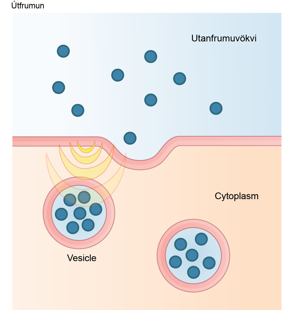 This illustration shows vesicles fusing with the plasma membrane and releasing their contents to the extracellular fluid.