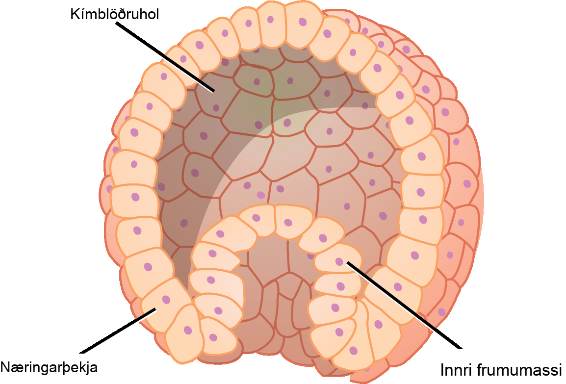 Illustration shows a hollow ball of cells with an inner cell mass clustered to one side. The exterior is called the trophoblast.
