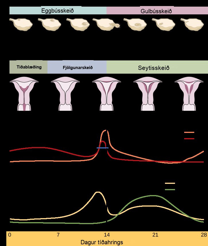 The menstrual cycle encompasses both an ovarian cycle and a uterine cycle. The uterine cycle is divided into menstrual flow, the proliferative phase and the secretory phase. The ovarian cycle is separated into follicular and luteal phases. At day zero the uterine cycle enters the menstrual phase and the ovarian cycle enters the follicular phase. Menstruation begins, and the follicle inside the uterus begins to grow. The level of the pituitary hormone F S H rises slightly, while L H levels remain low. The levels of ovarian hormones estradiol and progesterone remain low. After menses the uterine cycle enters the proliferative phase and the follicle continues to grow. The level of the ovarian hormone estradiol begins to rapidly rise. Toward the end of the proliferative phase, levels of the pituitary hormones F S H and L H rise as well. Around day fourteen, just after the levels of estrogen, progesterone and estradiol reach their peak, ovulation occurs. The follicle ruptures, releasing the oocyte. The ovarian cycle enters the luteal phase. The follicle grows into a corpus luteum and then degenerates. The uterus enters the secretory phase. Progesterone levels increase and estradiol levels, which had dropped after ovulation, increase as well. Toward the end of the secretory phase estrogen and progesterone levels decrease, reaching their baseline levels around day 28. At this point menstruation begins.