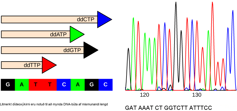 Part A shows a template D N A strand and newly synthesized strands that were generated in the presence of dideoxynucleotides that terminate the chain at different points to generate fragments of different sizes. Each dideoxynucleotide is labeled a different color. Part B shows a sequence readout that was generated after the D N A fragments were separated on the basis of size. The color of the fragment indicates the identity of the nucleotide at the end of a given fragment. By reading the colors in order, the D N A sequence can be determined.