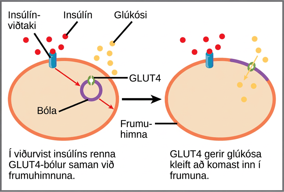 When insulin in the bloodstream binds the insulin receptor in the plasma membrane of a target cell, a vesicle containing the glucose transporter Glut-4 fuses with the plasma membrane. Glut-4 is a transporter that allows glucose to enter the cell.
