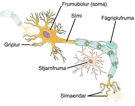 Illustration shows a neuron which has an oval cell body, labeled as a soma. Branchlike dendrites extend from three sides of the body. A long, thin axon extends from the fourth side. At the end of the axon are branchlike terminals, called axon terminals. A cell called an oligodendrocyte grows alongside the axon. Projections from the oligodendrocyte wrap around the axon, forming a myelin sheath. Another cell called an astrocyte sits alongside the axon.