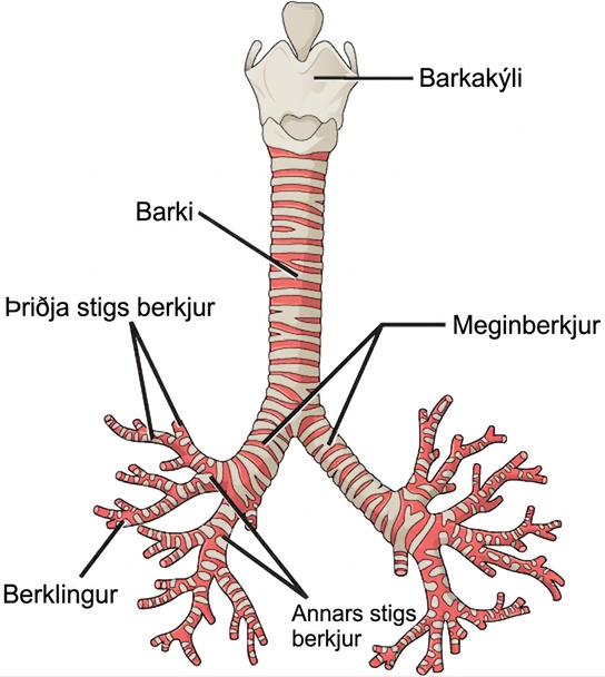 The illustration shows the trachea, or windpipe. The larynx is a wide collar at the top of the trachea. At the bottom, the trachea bifurcates into smaller tubes, called primary bronchi, which enter the right and left lungs. Inside the lungs, the bronchi branch into primary and secondary bronchi, then into bronchioles.