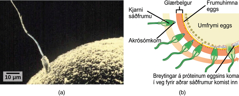 Part A is a micrograph that shows a sperm whose head is touching the surface of an egg. The egg is much larger than the sperm. Part B is an illustration that shows the surface of the egg, which is coated with a zona pellucida. The sperm penetrates the zona pellucida, then the egg plasma membrane and releases its D N A into the egg cytoplasm. At this point, changes in proteins just inside the egg's cell membrane occur, preventing entry of other sperm.