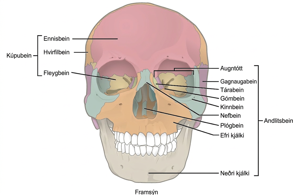 Illustration shows a front-end view of a skull. The frontal bone is the prominent bone that makes up most of the top of the skull. The parietal bones and sphenoid bone make up the side of the skull. Two nasal bones make up the bridge of the nose. The zygomatic bone is the cheek bone. The vomer is a single bone in the middle of the nose. The maxilla makes up the upper jaw, and the mandible is the lower jaw. The lacrimal is a bone on the inner center of the eye. The nasal conchae are bones inside the nose.