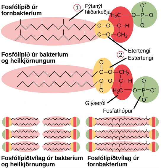 Myndin ber saman fosfólípíð baktería og heilkjörnunga við fosfólípíð fornbaktería og sýnir mun á hliðarkeðjum og tengjum við glýseról.
