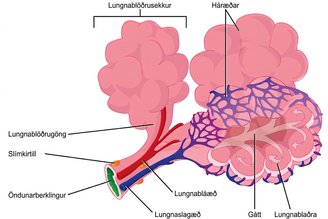The illustration shows a terminal bronchial tube branching into three alveolar ducts. At the end of each duct is an alveolar sac made up of 20 to 30 alveoli clustered together, like grapes. The airspace in the middle of the alveolar sac, called the atrium, is continuous with the air space inside the alveolus so that air can circulate from the atrium to the alveolus. Capillaries surround each alveolus, and this is where gas exchange occurs. A pulmonary artery (shown in blue) runs along the terminal bronchiole, bringing deoxygenated blood from the heart to the alveoli. A pulmonary vein (shown in red) running along the bronchiole brings oxygenated blood back to the heart. Small, flat mucous glands are associated with the outside of the bronchial tubes.