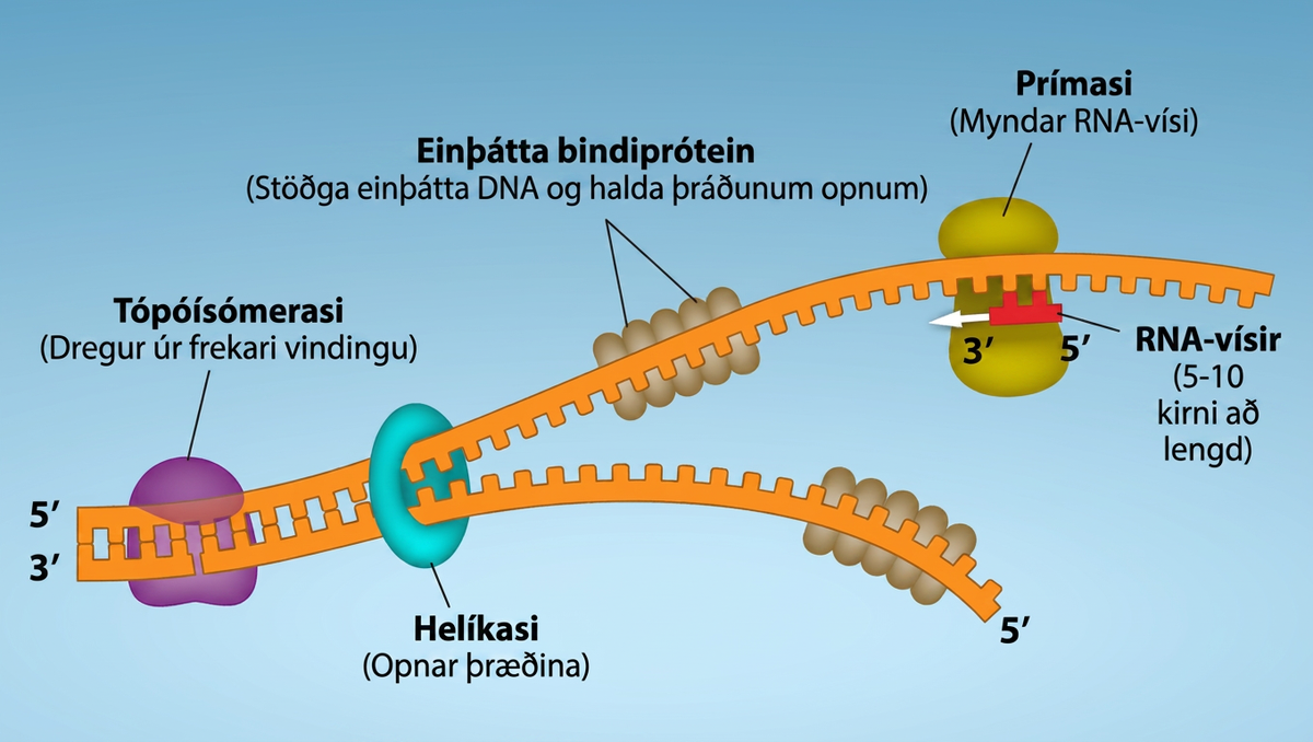 Topoisomerase binds to D N A to relieve additional coiling. Helicase separates or unzips the two strands. Single-strand binding proteins attach to each D N A strand, and stablize s s D N A and keeps the strands open. While the strands are separated, Primase makes R N A Primer, which is five to ten nucleotides long. The R N A Primer is attached to the s s D N A strand.