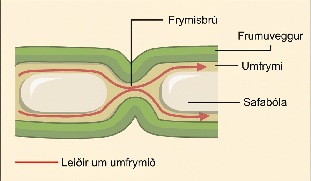 This illustration shows two plant cells side-by-side. A gap in the cell wall, a plasmodesma, allows fluid and small molecules to pass from the cytoplasm of one cell to the cytoplasm of the other.