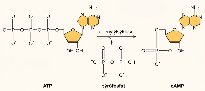 Cyclic A M P is made from A T P by the enzyme adenylyl cyclase. In the process, a pyrophosphate molecule composed of two phosphate residues is released. Cyclic A M P gets its name because the phosphate group is attached to the ribose ring in two places, forming a circle.