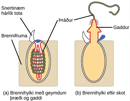 The illustration shows a nematocyst before, shown as a; and after, shown as b, firing. The nematocyst is a large, oval organelle inside a rectangular cnidocyte cell. The nematocyst is flush with the plasma membrane, and a touch-sensitive hairlike projection extends from the nematocyst to the cell's exterior. Inside the nematocyst, a thread is coiled around an inverted barb. Upon firing, a lid on the nematocyst opens. The barb pops out of the cell and the thread uncoils.