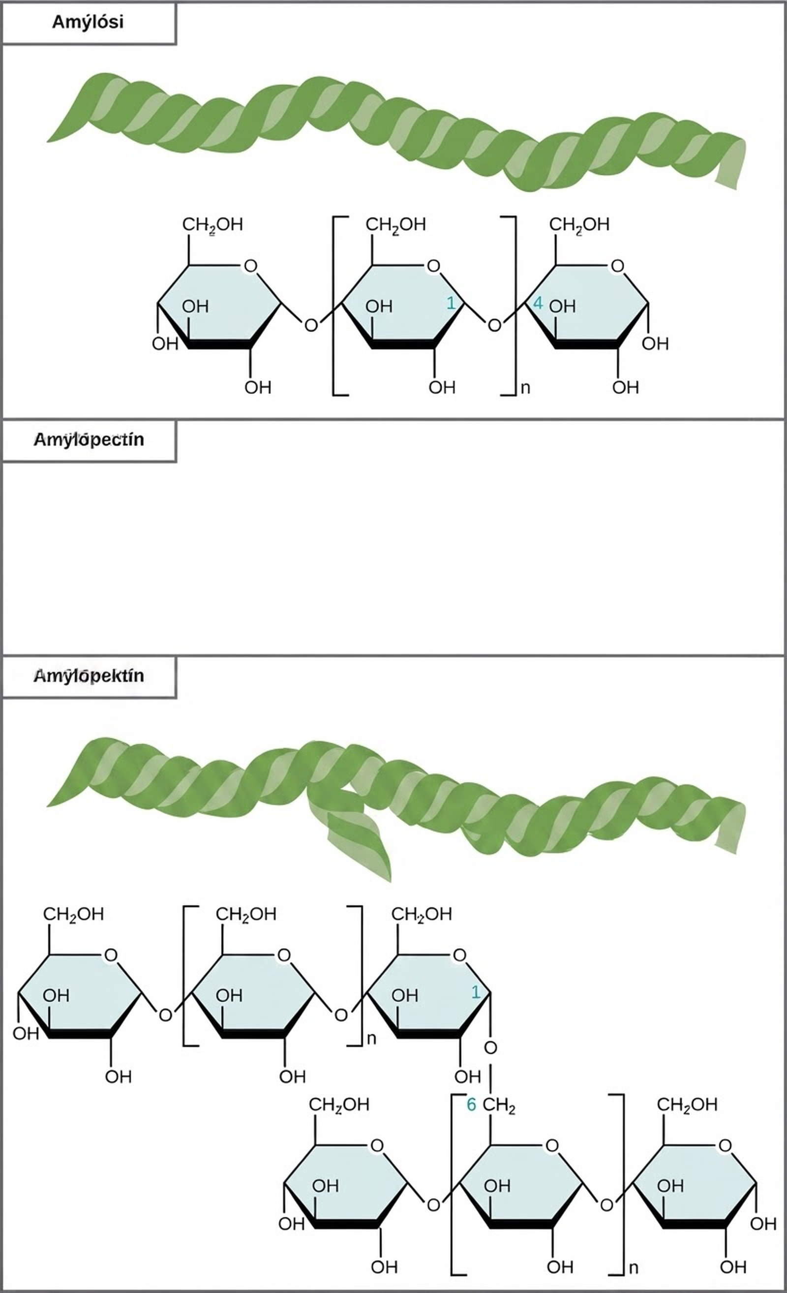 The chemical structures of amylose and amylopectin are shown. Amylose consists of unbranched chains of glucose subunits, and amylopectin consists of branched chains of glucose subunits.