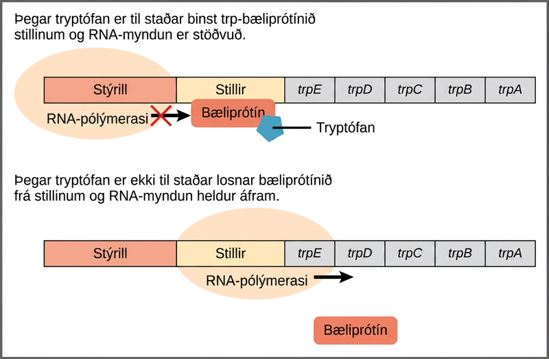 The t r p operon has a promoter, an operator, and five genes named t r p upper case E; t r p upper case D, t r p upper case C, t r p upper case B, and t r p upper case A that are located in sequential order on the D N A. R N A polymerase binds to the promoter. When tryptophan is present, the t r p repressor binds the operator and prevents the R N A polymerase from moving past the operator; therefore, R N A synthesis is blocked. In the absence of tryptophan, the repressor dissociates from the operator. R N A polymerase can now slide past the operator, and transcription begins.