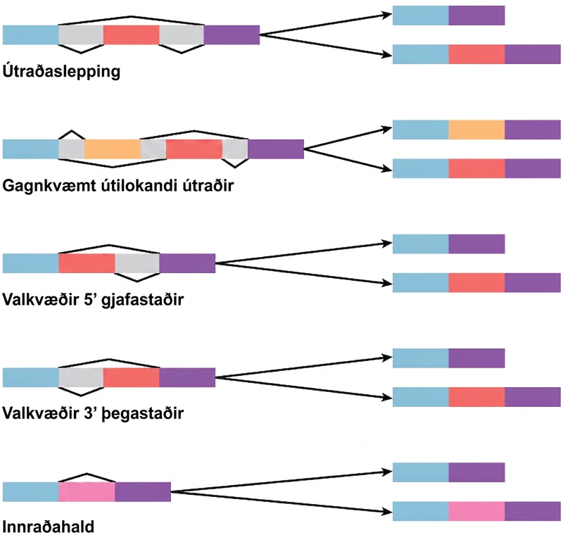 Diagram shows five methods of alternative splicing of pre-mRNA. When exon skipping occurs, an exon is spliced out in one mature mRNA product and retained in another. When mutually exclusive exons are present in the pre-mRNA, only one is retained in the mature mRNA. When an alternative 5’ donor site is present, the location of the 5’ splice site is variable. When an alternative 3’ acceptor site is present, the location of the 3’ splice site is variable. Intron retention results in an intron being retained in one mature mRNA and spliced out in another.
