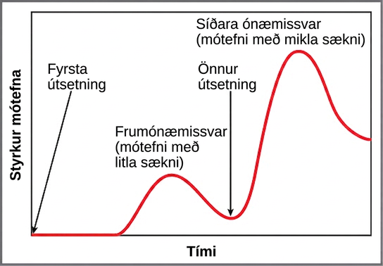 A graph plots antibody concentration over time during primary and secondary immune response. During the primary immune response, a low concentration of antibody is produced. Antibody is only produced after a delay from the time of the initial exposure. During the secondary immune response, about three times as much antibody is produced, and production begins much more quickly after the secondary exposure.