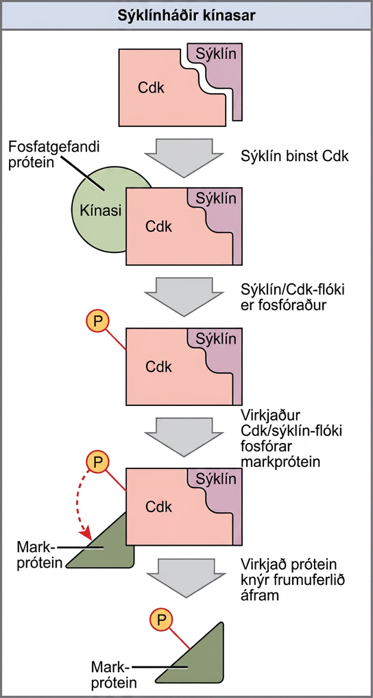 This illustration shows a cyclin protein binding to a upper case C lower case d lower case k. The cyclin slash upper C lower d lower k complex is activated when a kinase phosphorylates it. The cyclin slash upper C lower d lower k complex, in turn, phosphorylates other proteins, thus advancing the cell cycle.