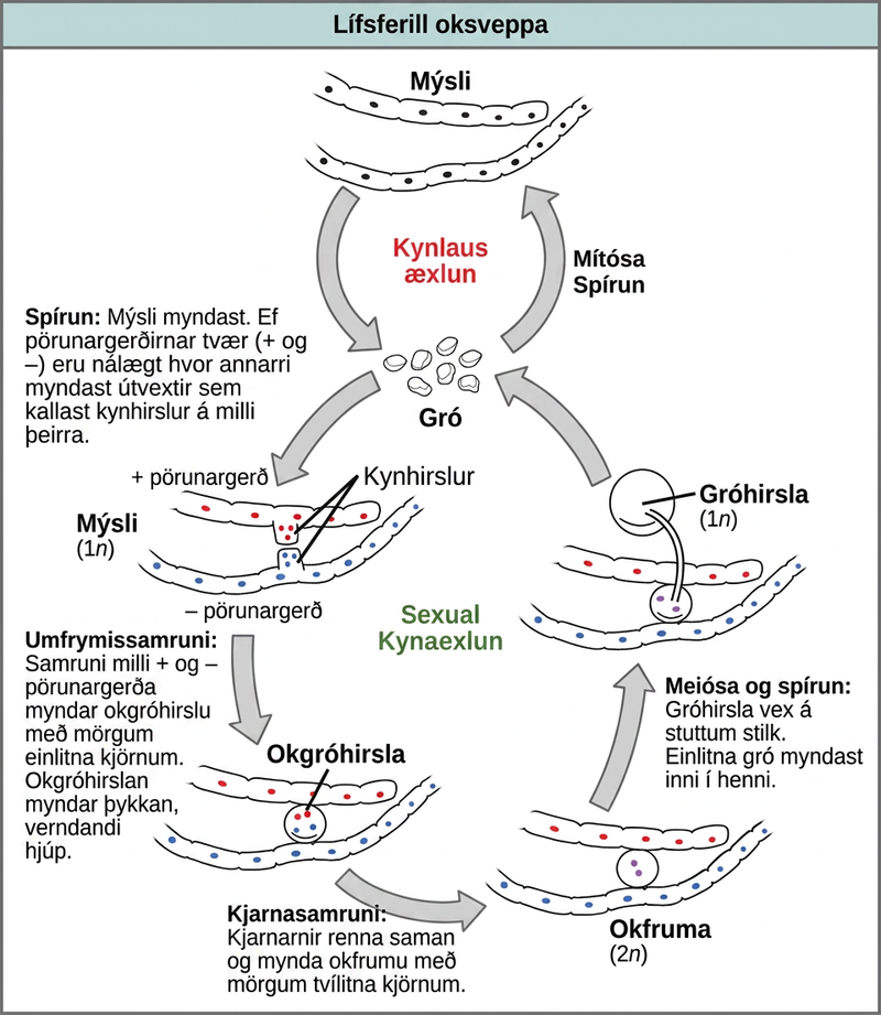The asexual and sexual life cycles of zygomycetes are shown. In the asexual life cycle, 1n spores undergo mitosis to form long chains of cells called mycelia. Germination results in the formation of more spores. In the sexual life cycle, spores germinate to form mycelia with two different mating types: plus and minus. If the plus and minus mating types are in close proximity, extensions called gametangia form between them. In a process called plasmogamy, the gametangia fuse to form a zygosporangium with multiple haploid nuclei. A thick, protective coat forms around the zygosporangium. In a process called karyogamy, the nuclei fuse to form a zygote with multiple diploid (2n) nuclei. The zygote undergoes meiosis and germination. A sporangium grows on a short stalk. Haploid spores are formed inside. The spores germinate, ending the cycle.
