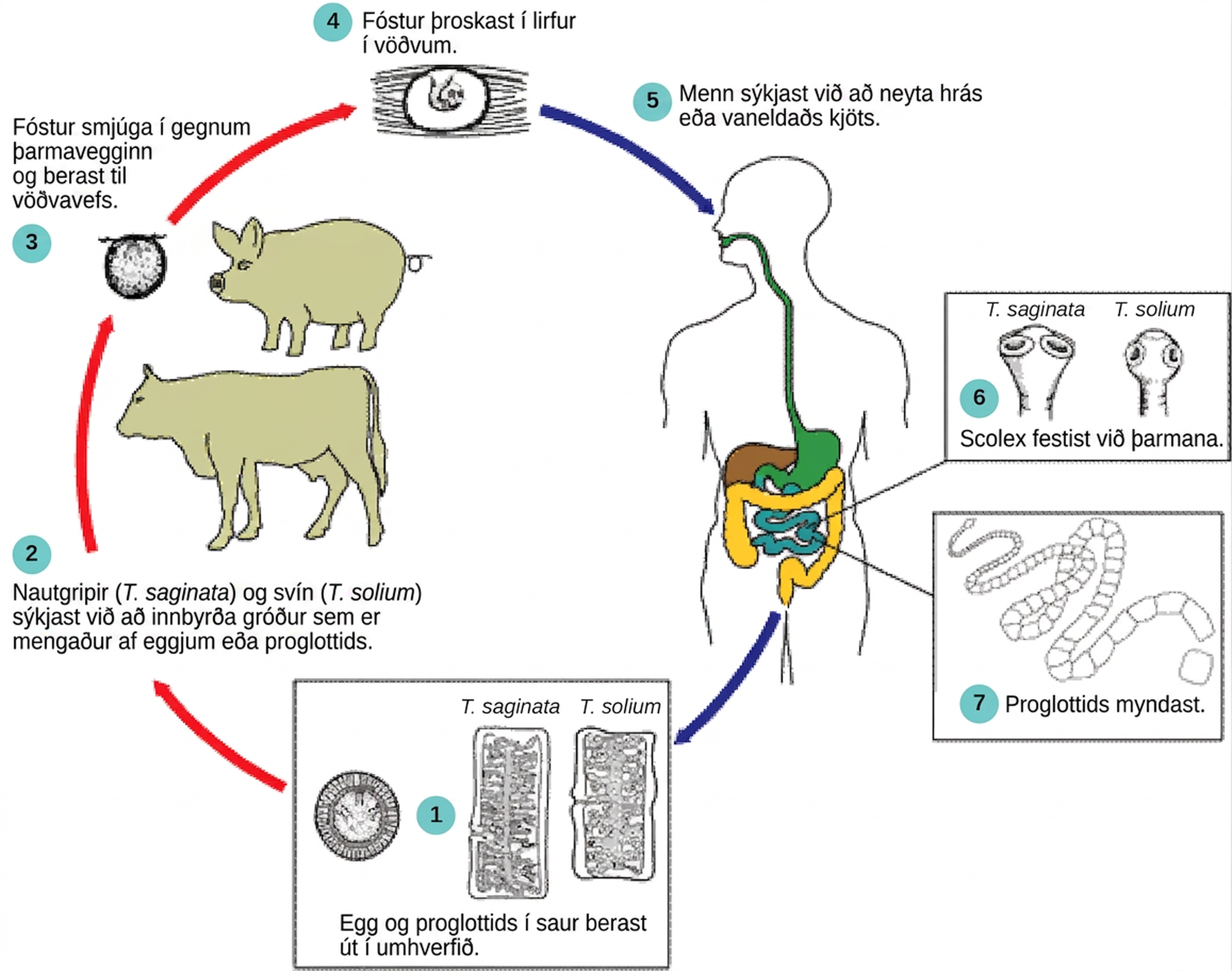 The tapeworm life cycle begins when (1) eggs or tapeworm segments, called proglottids, pass from human feces into the environment. Taenia saginata infects cattle and Taenia solium infects pigs when (2) they eat contaminated vegetation. The embryo penetrates the animal intestinal wall (3) and takes up residence in muscle tissue, where it transforms into the larval form (4). Humans who consume raw or undercooked infected meat become infected (5) when the tapeworm attaches itself to the intestinal wall via suckers or hooks on the scolex, or head (6). The mature worm produces proglottids and eggs, which pass from the body in feces (7), completing the cycle.