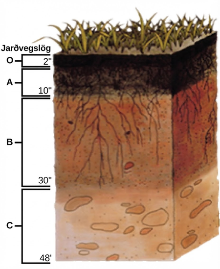 Illustration shows a cross-section of soil layers, or horizons. The top layer, from zero to five centimeters, is the O horizon. The O horizon is a rich, deep brown color. From five to twenty-five centimeters is the A horizon. This layer is slightly lighter in color than the O horizon, and extensive root systems are visible. From twenty-five to seventy-five centimeters is the B horizon. The B horizon is reddish brown. Longer roots extend to the bottom of this layer. The C horizon extends from 75 to 120 centimeters. This layer is rocky and devoid of roots.