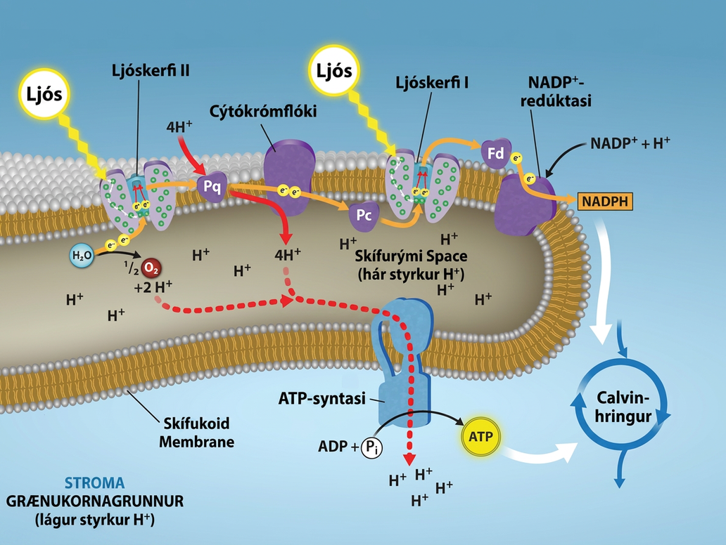 This illustration shows the components involved in the light reactions, which are all embedded in the thylakoid membrane. Photosystem I I uses light energy to strip electrons from water, producing half an oxygen molecule and two protons in the process. The excited electron is then passed through the chloroplast electron transport chain to photosystem I. Photosystem I passes the electron to N A D P superscript plus sign baseline reductase, which uses it to convert N A D P superscript plus sign baseline and a proton to N A D P H. As the electron transport chain moves electrons, it pumps protons into the thylakoid lumen. The splitting of water also adds protons to the lumen, and the reduction of N A D P H removes protons from the stroma. The net result is a low lower case p upper case H inside the thylakoid lumen, and a high lower p upper H outside, in the stroma. A T P synthase embedded the thylakoid membrane moves protons down their electrochemical gradient, from the lumen to the stroma, and uses the energy from this gradient to make A T P.
