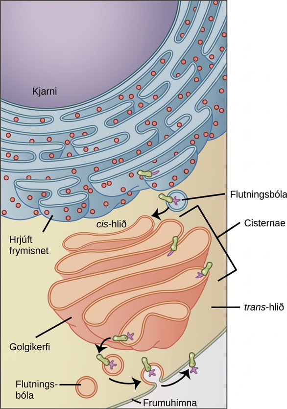 The left part of this figure shows the rough E R with an integral membrane protein embedded in it. The part of the protein facing the inside of the E R has a carbohydrate attached to it. The protein is shown leaving the E R in a vesicle that fuses with the cis side of the Golgi apparatus. The Golgi apparatus consists of several layers of membranes, called cisternae. As the protein passes through the cisternae, it is further modified by the addition of more carbohydrates. Eventually, it leaves the trans face of the Golgi in a vesicle. The vesicle fuses with the cell membrane so that the carbohydrate that was on the inside of the vesicle now faces the outside of the membrane. At the same time, the contents of the vesicle are ejected from the cell.