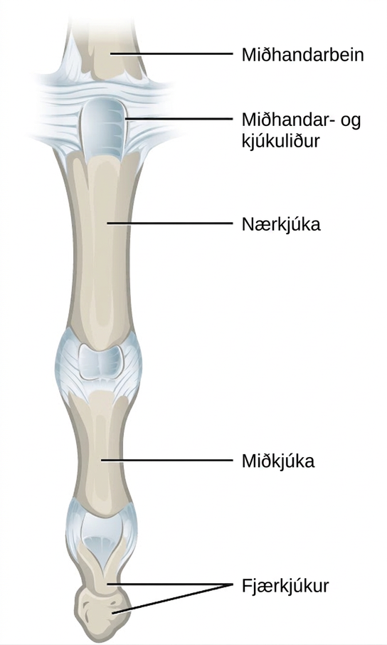 Illustration shows the metacarpophalangeal joint that joins the metacarpal of the hand to a finger.
