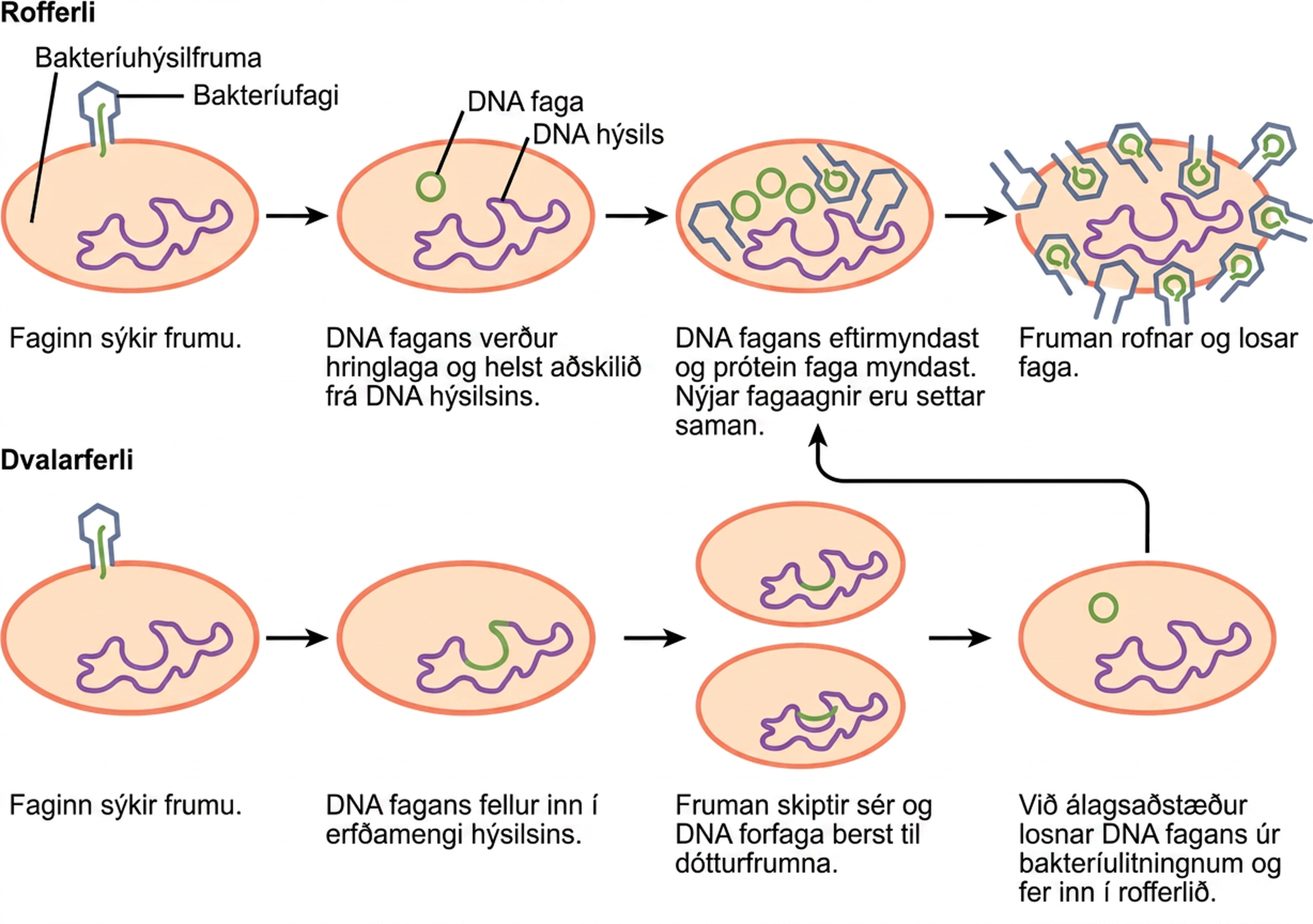 The bacteriophage lytic cycle begins when the phage attaches via a slender stalk to the host cell. Linear DNA from the viral head is injected into the host cell. The phage DNA circularizes, remaining separate from the host DNA. The phage DNA replicates, and new phage proteins are made. New phage particles are assembled. The cell lyses, releasing the phage. The bacteriophage lysogenic cycle begins the same way as the lytic cycle, with phage infecting a host cell. However, the phage DNA becomes incorporated into the host genome. The cell divides, and phage DNA is passed on to daughter cells. Under stressful conditions, the phage DNA is excised from the bacterial chromosome and enters the lytic cycle.