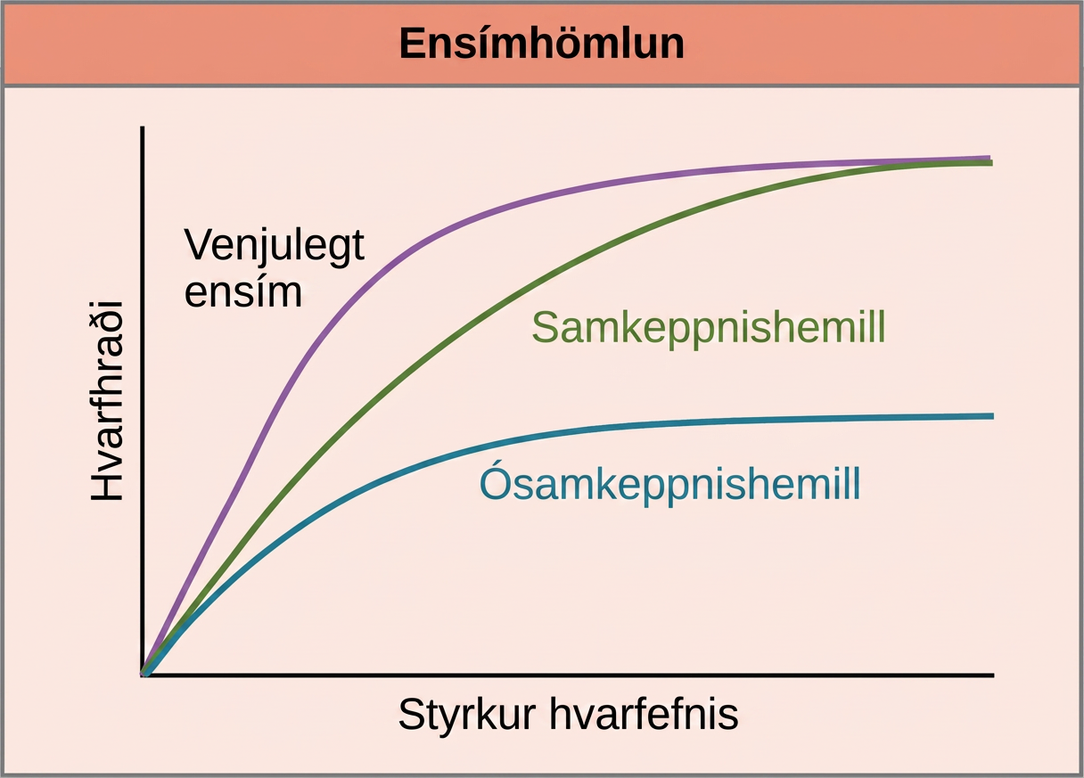 This plot shows rate of reaction versus substrate concentration for an enzyme in the absence of inhibitor, and for enzyme in the presence of competitive and noncompetitive inhibitors. Both competitive and noncompetitive inhibitors slow the rate of reaction, but competitive inhibitors can be overcome by high concentrations of substrate, whereas noncompetitive inhibitors cannot.