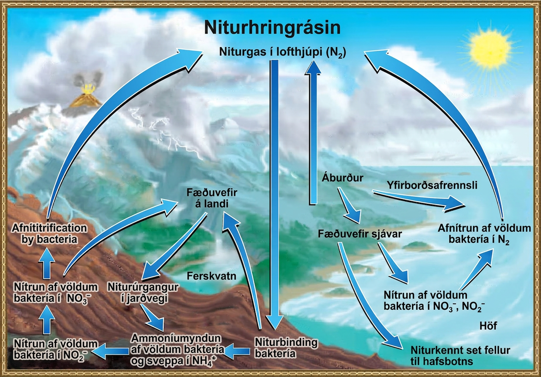 This illustration shows the nitrogen cycle. Nitrogen gas from the atmosphere is fixed into organic nitrogen by nitrogen-fixing bacteria. This organic nitrogen enters terrestrial food webs, and it leaves the food webs as nitrogenous wastes in the soil. Ammonification of this nitrogenous waste by bacteria and fungi in the soil converts the organic nitrogen to ammonium ion, or upper N upper H 4 plus. Ammonium is converted to nitrite, or upper N upper O 2 minus, then to nitrate, or upper N upper O 3 minus by nitrifying bacteria. Denitrifying bacteria convert the nitrate back into nitrogen gas, which re-enters the atmosphere. Nitrogen from runoff and fertilizers enters the ocean, where it enters marine food webs. Some organic nitrogen falls to the ocean floor as sediment. Other organic nitrogen in the ocean is converted to nitrite and nitrate ions, which is then converted to nitrogen gas in a process analogous to the one that occurs on land.