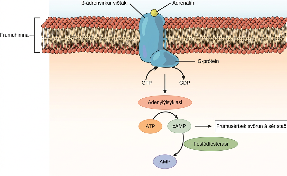 Illustration shows epinephrine bound to the extracellular surface of a beta-adrenergic receptor. A G-protein associated with the intracellular surface of the receptor is activated when the G D P associated with it is replaced with G T P. The G protein activates the enzyme adenylyl cyclase, which converts A T P to lower case c upper case A M P, triggering a cellular response.